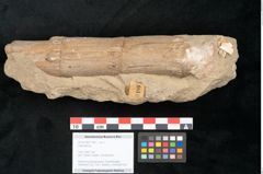 Foto (Objekt + Etikett) von Calamites sp. (NHMW-GEO-2024-0188-11189)
